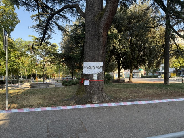 Reazioni al taglio di due vecchi alberi 1 cedsro vv