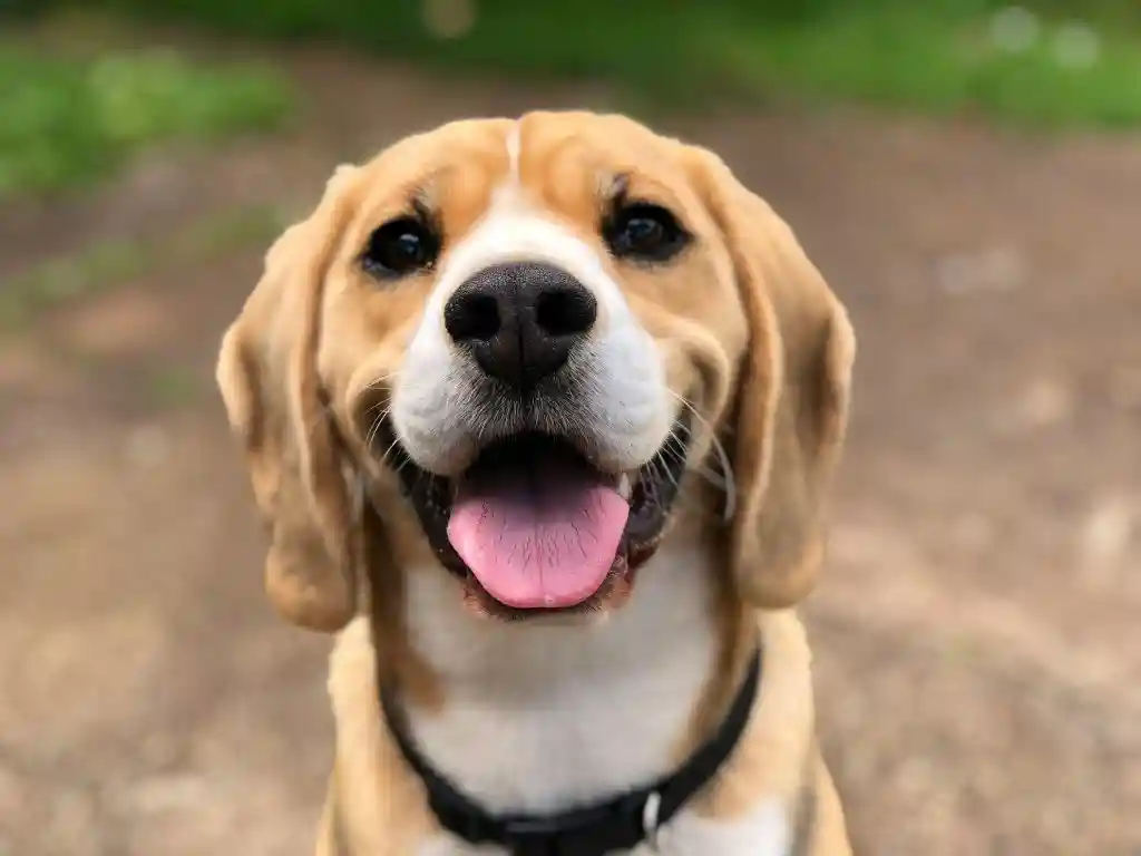 La Corea del Nord consiglia ai cittadini di mangiare carne di cane per combattere il caldo estivo 3 milli 2l0CWTpcChI unsplash