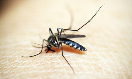 Le malattie trasmesse dalle zanzare: un problema sanitario generale