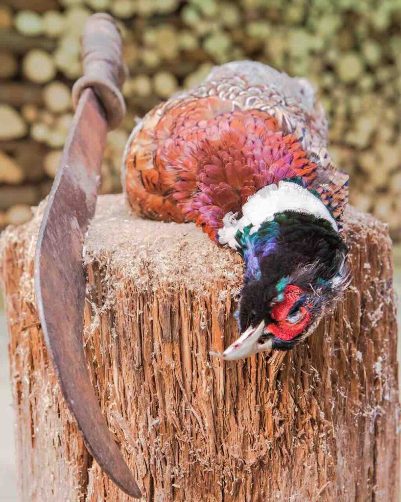 Il disegno di legge "sparatutto" regalo alla lobby della caccia 4 pheasant 5292817 1280