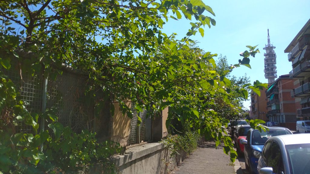 Decadenza di viale della Fiera 6 Viale della Fiera. 9