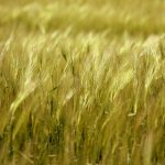 Una legge per la Pianura Veneta