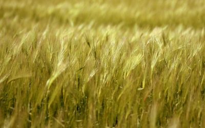 Una legge per la Pianura Veneta