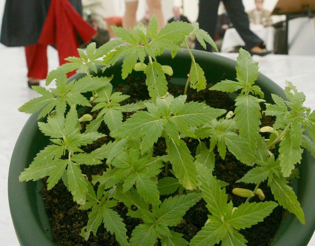 I danni della cannabis ad uso non medico. Gli ultimi aggiornamenti dell’Organizzazione Mondiale della Sanità 2 cannabis 3