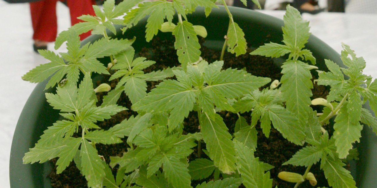 ‘Cibo’ scarcerato nonostante la piantagione di cannabis