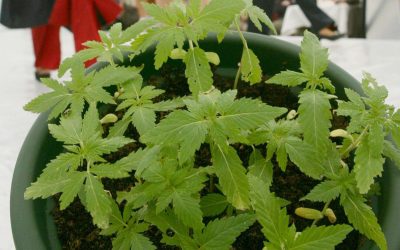 ‘Cibo’ scarcerato nonostante la piantagione di cannabis