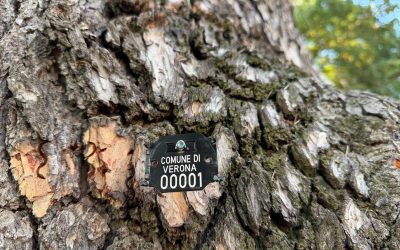 Amia fa ił censimento degli alberi