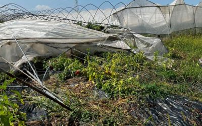 Cerea. 280 mila euro di interventi per il maltempo dal Comune