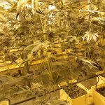 Cannabis. Scoperta un’altra centrale di produzione di cannabis a S.Giovanni Lupatoto