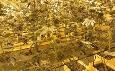 Cannabis. Scoperta un’altra centrale di produzione di cannabis a S.Giovanni Lupatoto
