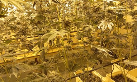 Cannabis. Scoperta un’altra centrale di produzione di cannabis a S.Giovanni Lupatoto