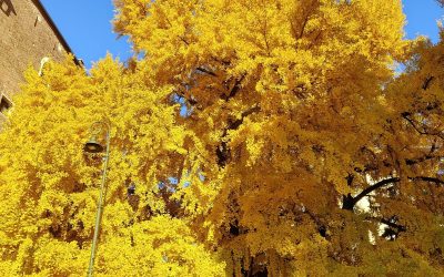 Il nostro bell’albero di Ginkgo compie 226 anni