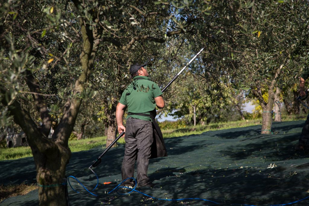 Daniele Salvagno: "Dell'oliva non si butta nulla. Vado alla conquista del mondo ma sogno oliveti anche in Lessinia" 2 4O9A6677