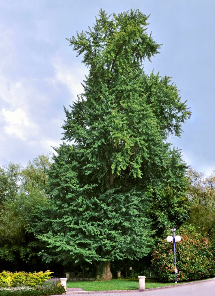 Il nostro bell’albero di Ginkgo compie 226 anni 1 GINKGOBAUM 2