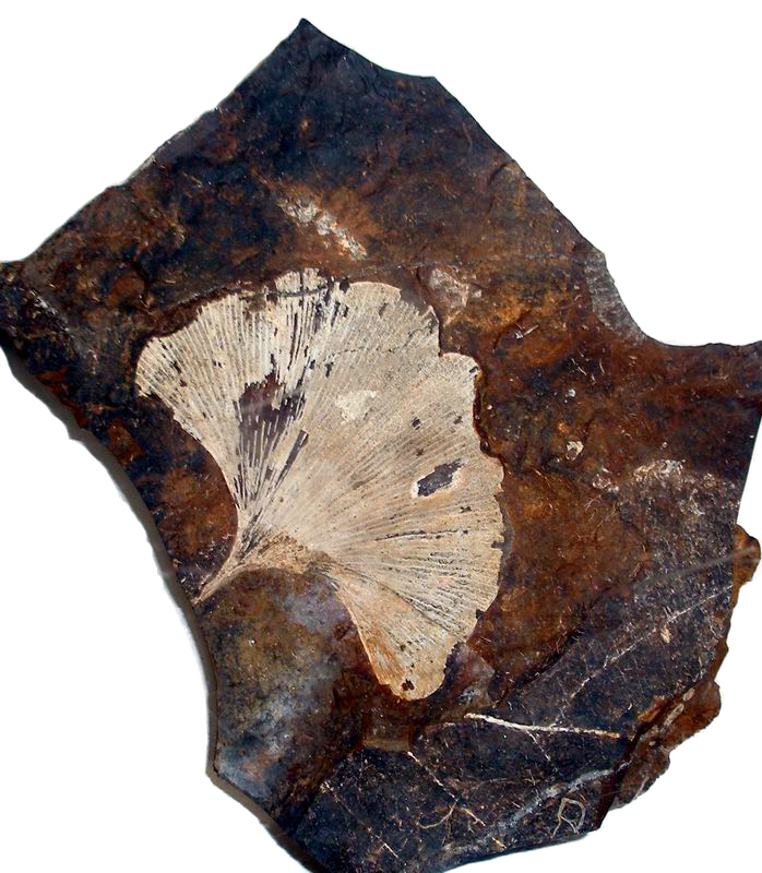 Il nostro bell’albero di Ginkgo compie 226 anni 2 Un fossile di Ginkgo vecchio di 200 milioni di anni,