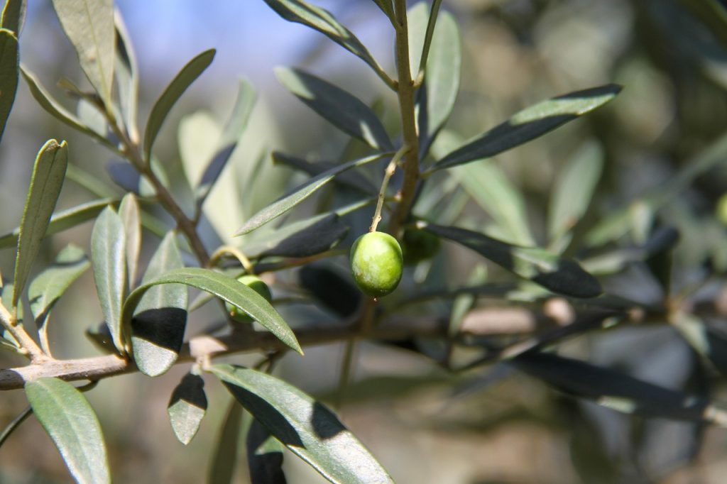 Olio, crolla il differenziale con la Spagna: l’allarme di Redoro 2 olive 4468611 1280 1