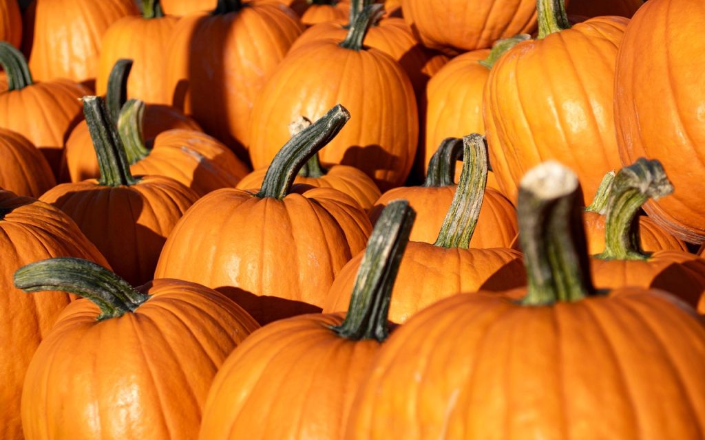 Soave, torna il Villaggio delle zucche: 2 weekend tra giochi e colori 1 pumpkins 8287968 1280