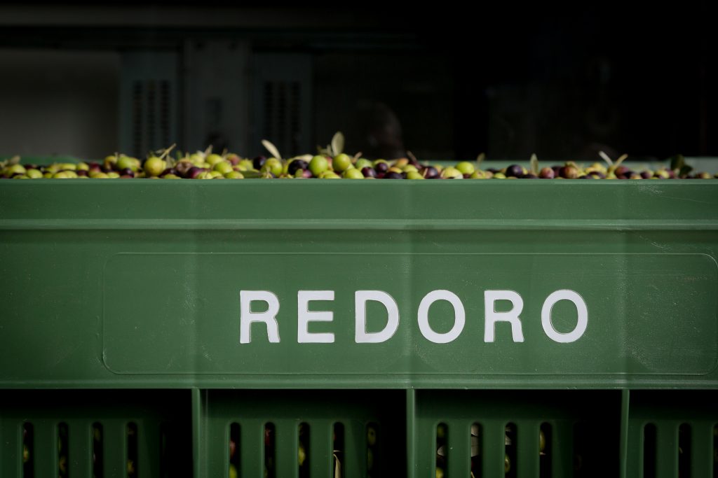 Olio, crolla il differenziale con la Spagna: l’allarme di Redoro 1 redoro immagine 1