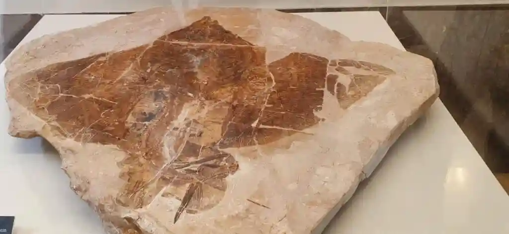 Il fossile di un pesce di 50 milioni di anni fa dedicato a Zaia