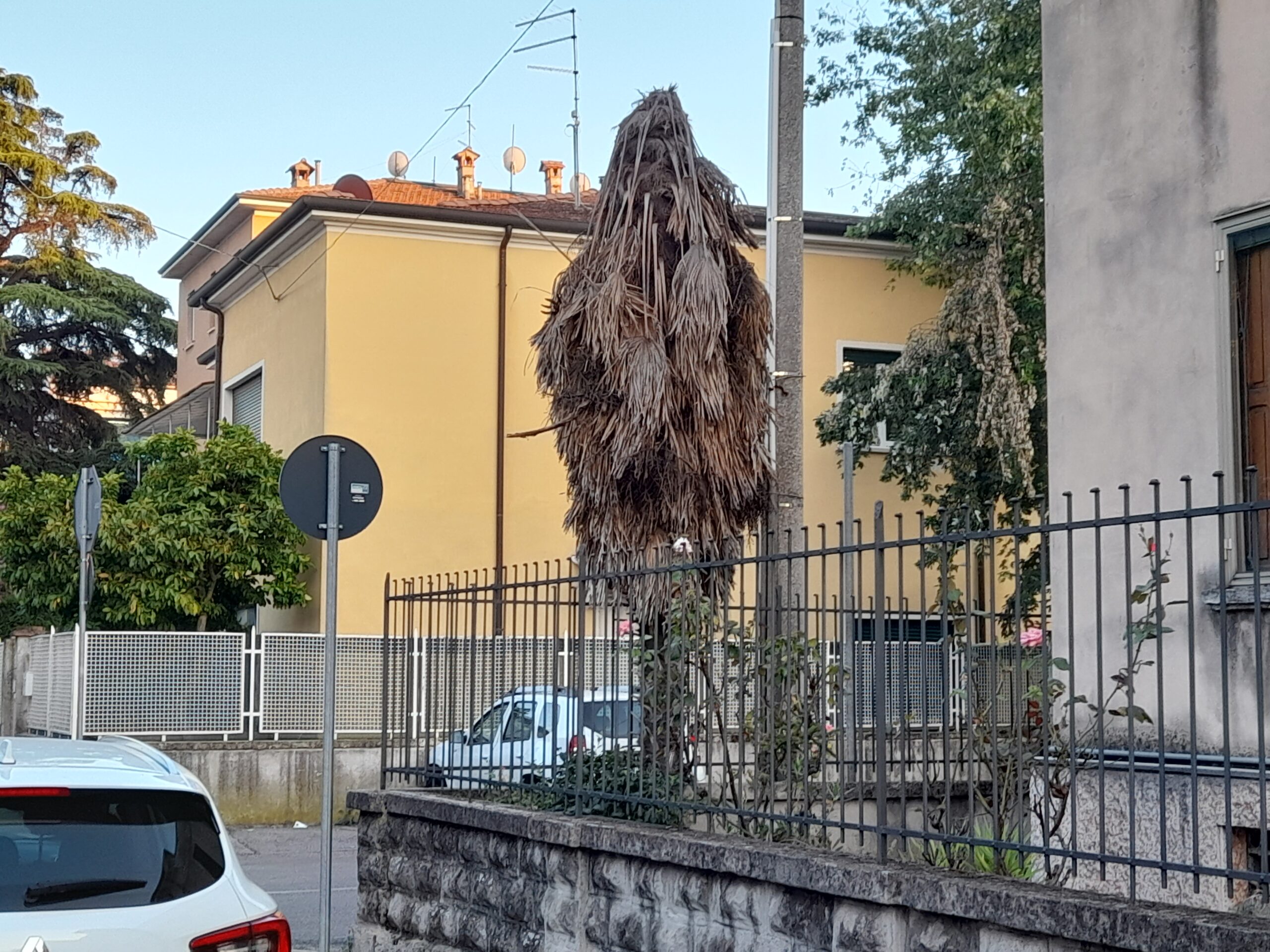 Il castnide delle palme invade Verona