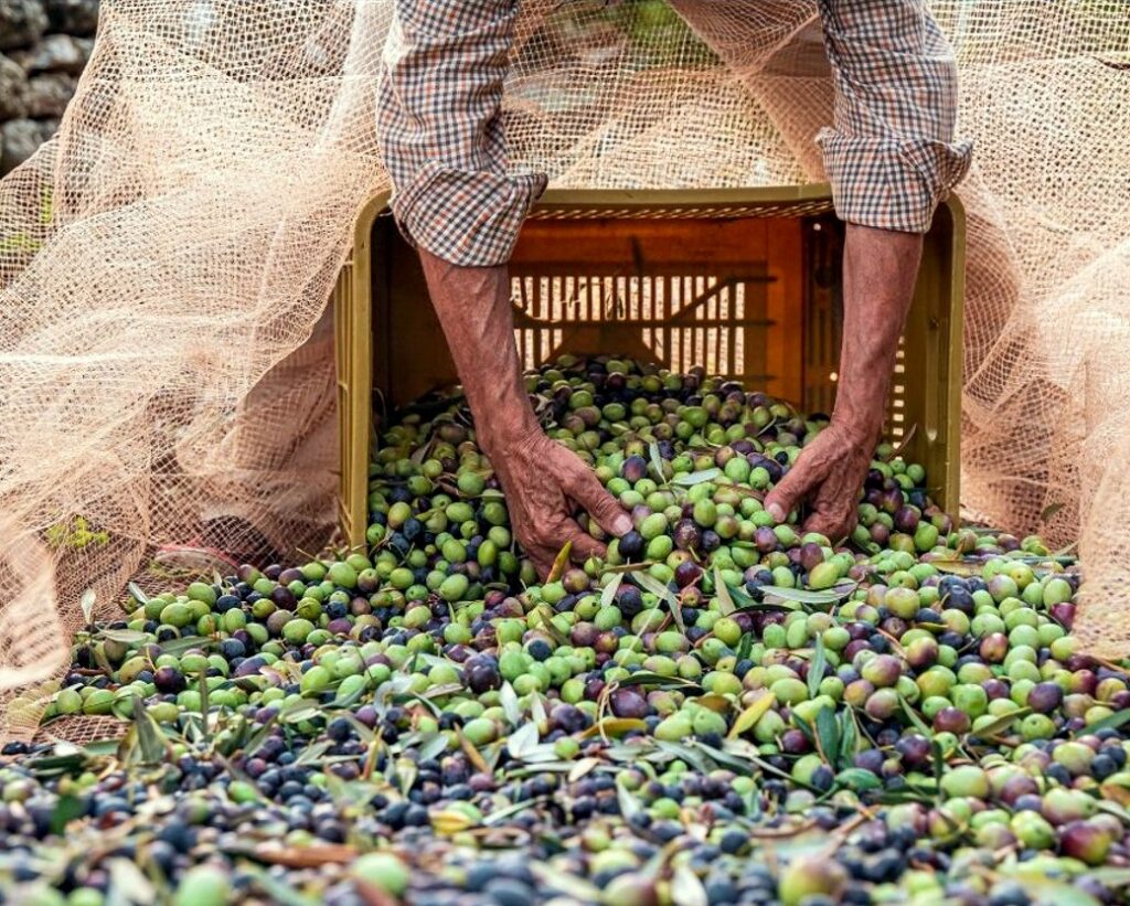 La raccolta delle olive è solo uno degli aspetti del settore dell'olio, legato alla natura e alla tradizione. Accanto la locandina del forum sulle nuove prospettive del comparto.